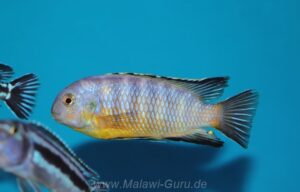 Tropheops gracilior 'Lutara Reef' (Cove Mountain)